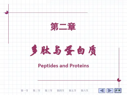 《多肽与蛋白质》PPT课件