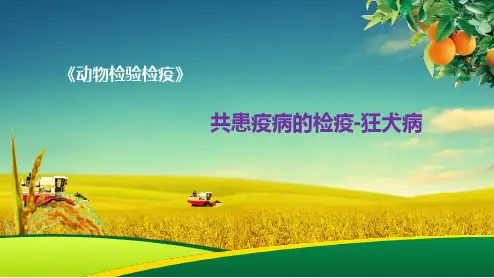共患疫病的检疫-狂犬病