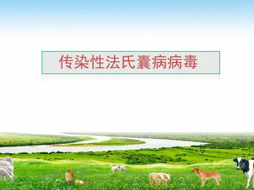 传染性法氏囊病病毒.ppt