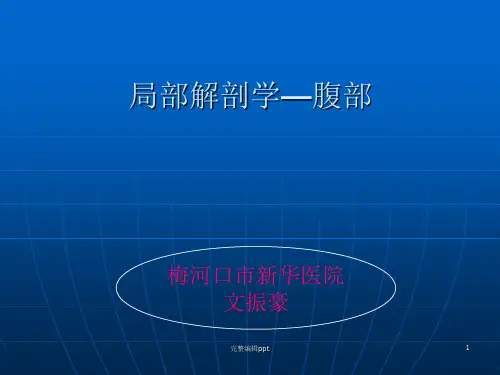 腹部解剖--精美PPTPPT课件