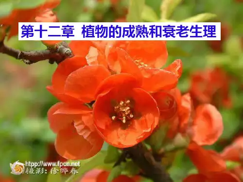 植物的成熟和衰老生理