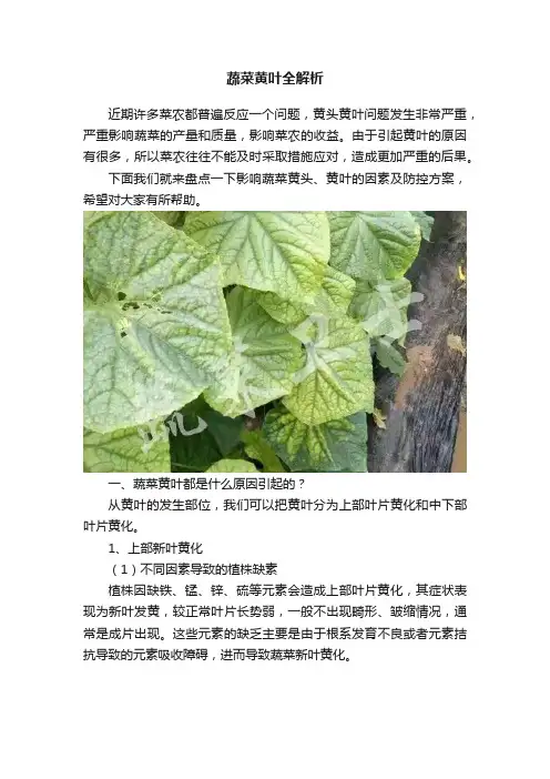 蔬菜黄叶全解析