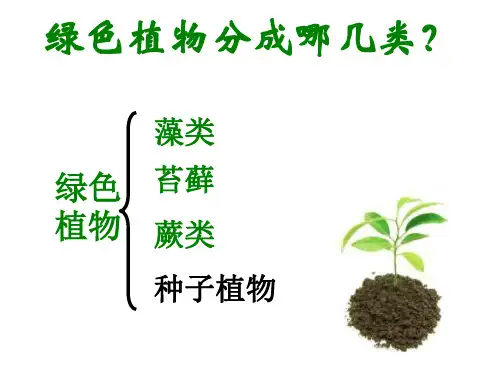 藻类植物课件8张(人教版生物)