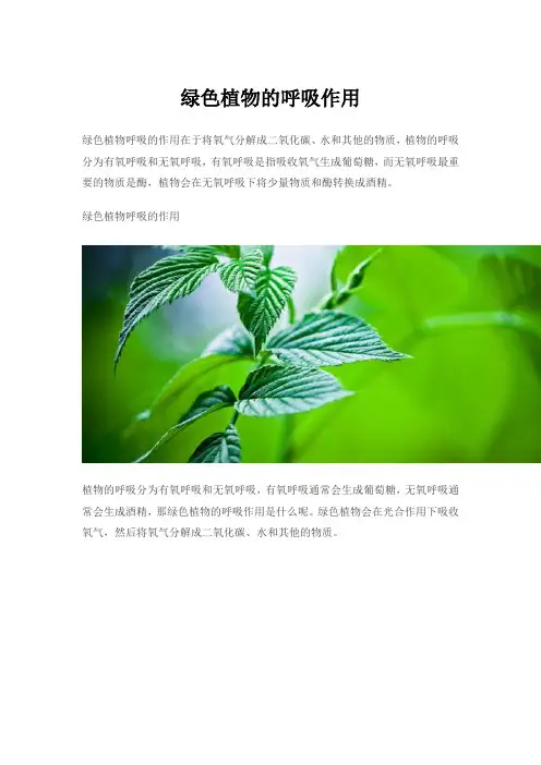 绿色植物的呼吸作用
