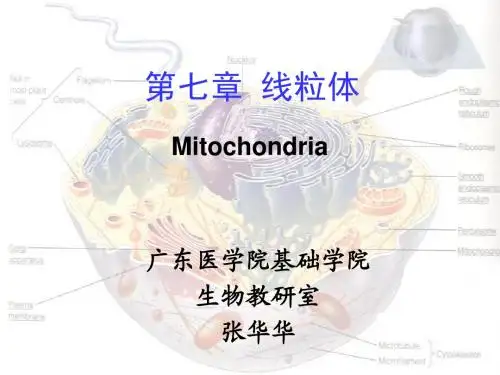 第七章线粒体