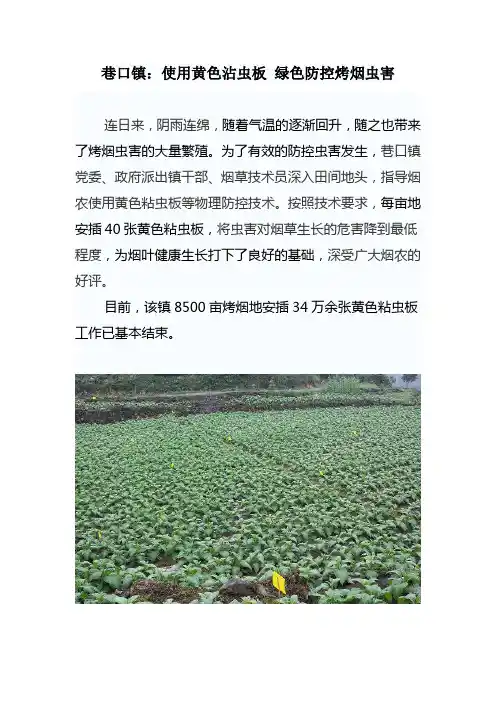 巷口镇：使用黄色沾虫板 绿色防控烤烟虫害