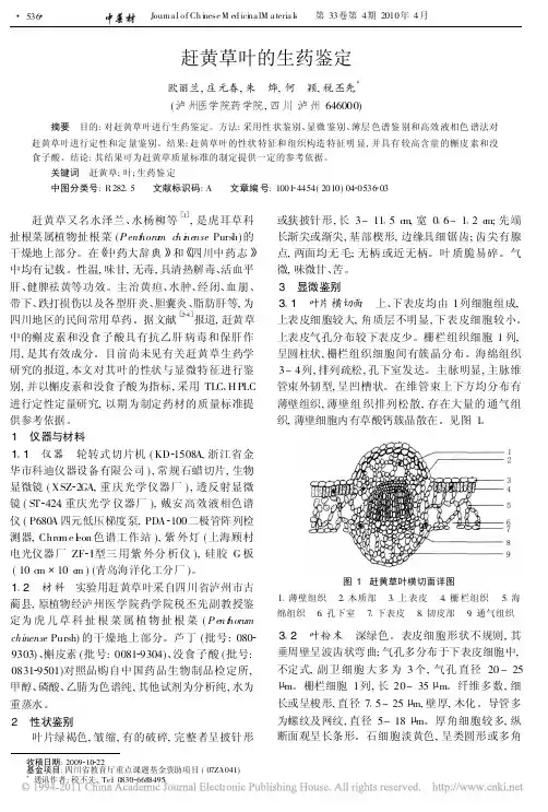 赶黄草叶的生药鉴定