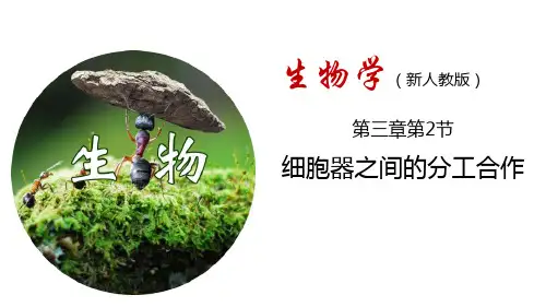 人教版高中生物必修一《细胞器之间的分工合作》细胞的基本结构PPT课件