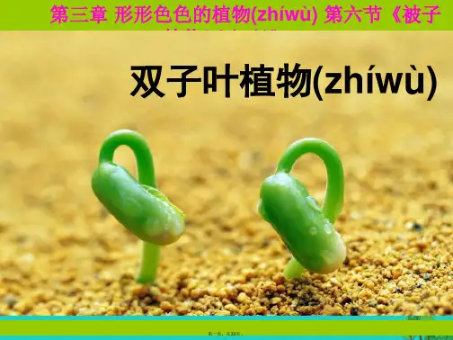 七年级生物上册第三章第六节被子植物双子叶植物课件冀教版