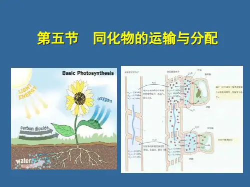 第5章 植物的光合作用--有机物运输与分配