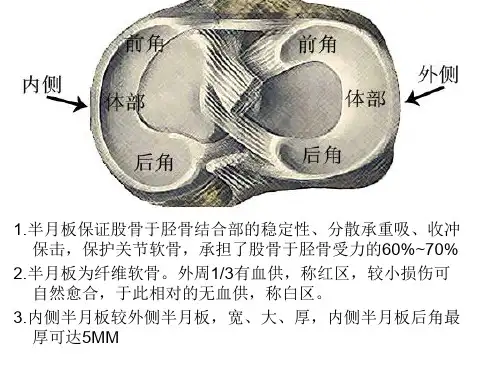半月板解剖及疾病诊断