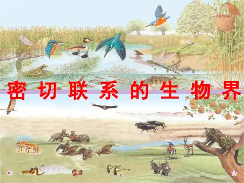 六年级科学上册密切联系的生物界PPT课件16