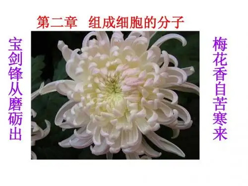 高中生物必修一第二章组成细胞的分子(新课课件)