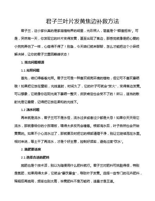 君子兰叶片发黄焦边补救方法