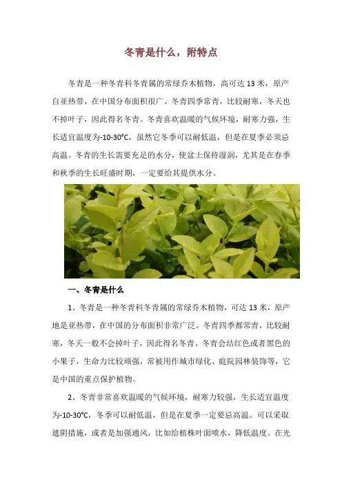 冬青是什么,附特点