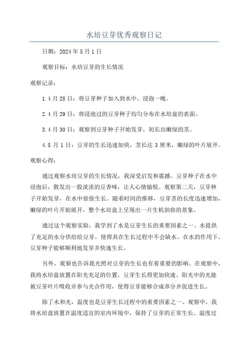 水培豆芽优秀观察日记