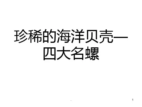 珍稀的海洋贝壳——大名螺PPT课件