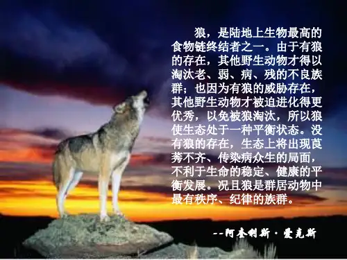 狼的十大处世哲学狼的微笑浪的智慧培训课件专题