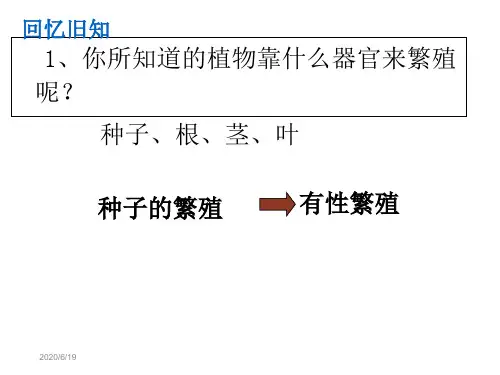第七节植物营养繁殖 