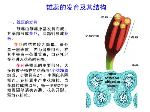 2014 2 雄蕊的发育及结构