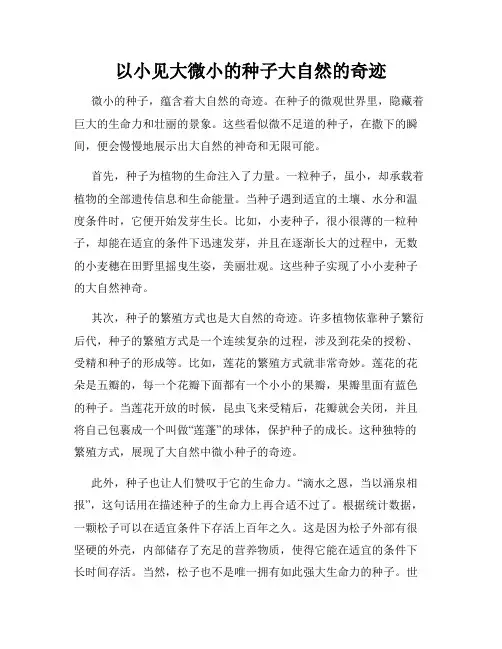 以小见大微小的种子大自然的奇迹