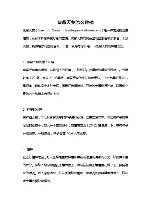 紫背天葵怎么种植