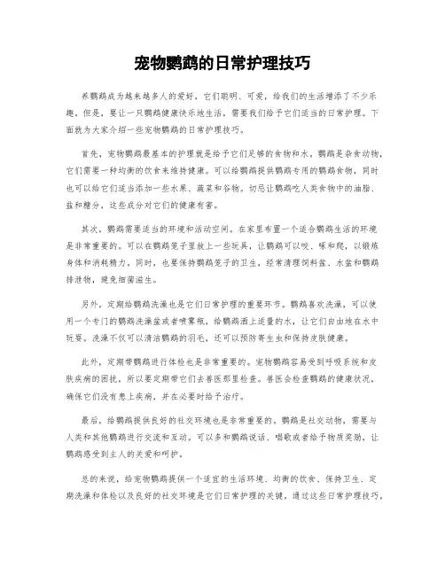 宠物鹦鹉的日常护理技巧