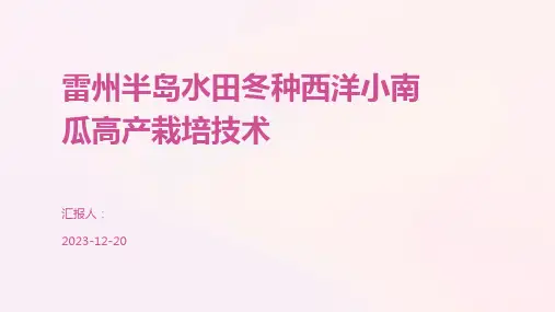 雷州半岛水田冬种西洋小南瓜高产栽培技术