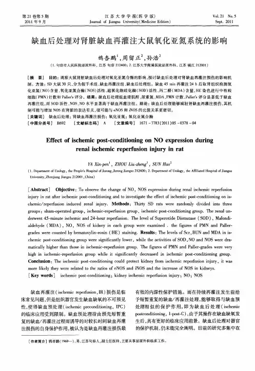 缺血后处理对肾脏缺血再灌注大鼠氧化亚氮系统的影响
