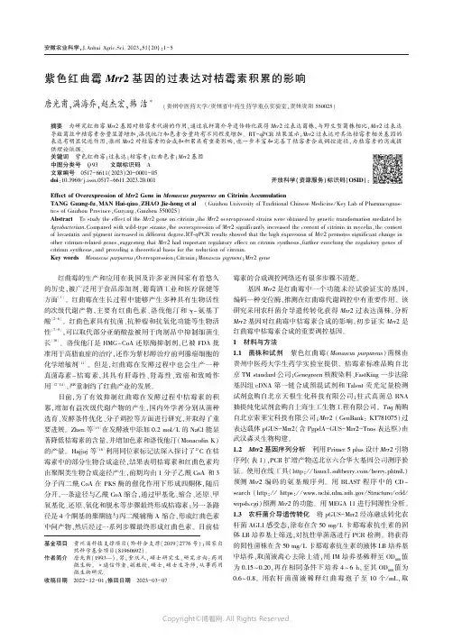 紫色红曲霉Ｍｒｒ２_基因的过表达对桔霉素积累的影响