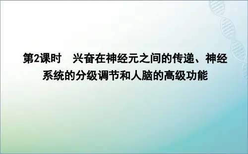 人教生物必修三课件 兴奋在神经元之间的传递、神经系统的分级调节和人脑的高级功能