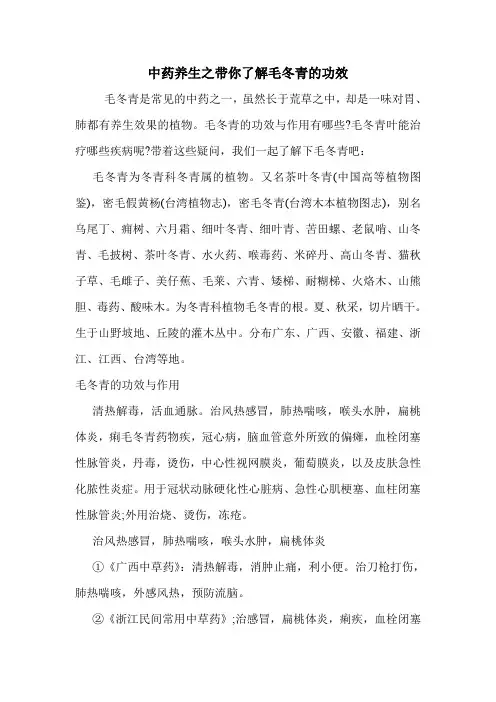 中药养生之带你了解毛冬青的功效