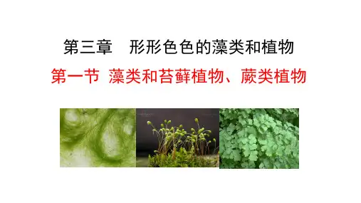 2.3.1藻类和苔藓植物、蕨类植物课件2024-2025学年苏教版生物七年级上册(2024)