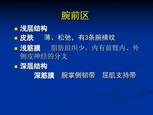 局部解剖学：腕和手