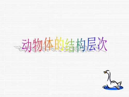 人教版七年级生物上册第二单元第二章第二节 动物体的结构层次课件