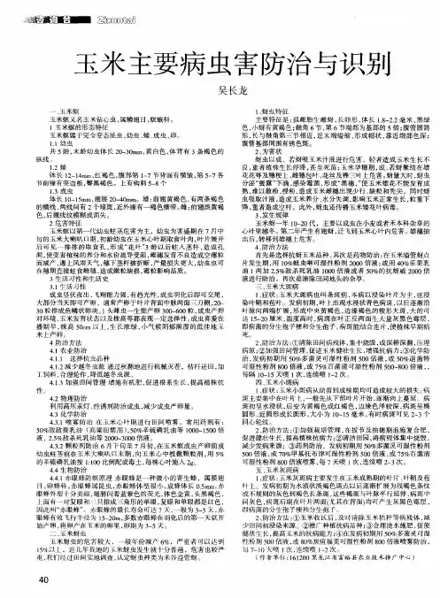 玉米主要病虫害防治与识别