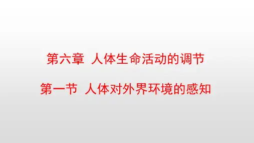 最新人教版七年级生物下册第六章人体生命活动的调节PPT