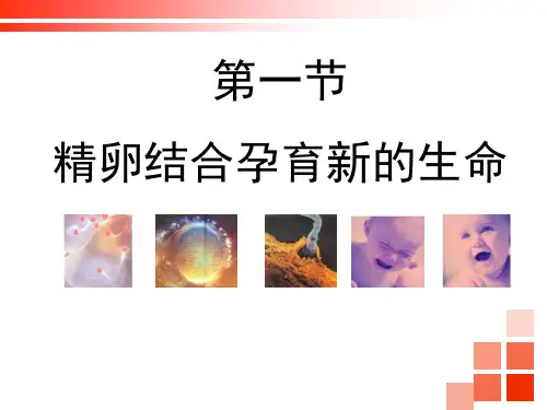 新苏教版七年级下册生物《精卵结合孕育新的生命》精品教学课件