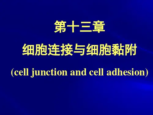 第十三章 细胞连接与细胞黏(徐晋)