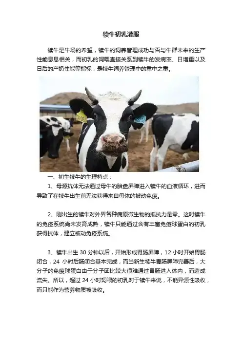 犊牛初乳灌服
