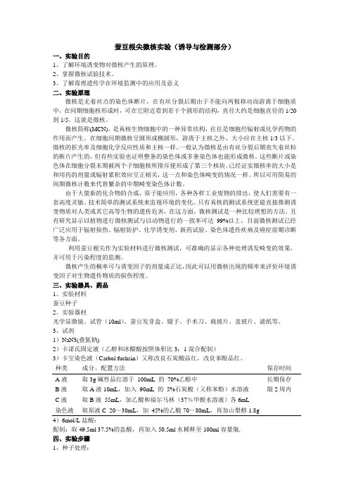 3--蚕豆根尖微核实验