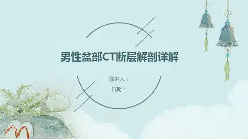 男性盆部CT断层解剖详解