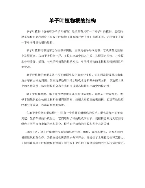单子叶植物根的结构