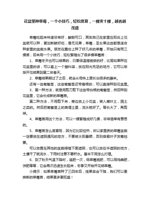 花盆里种草莓，一个小技巧，轻松度夏，一棵变十棵，越养越茂盛