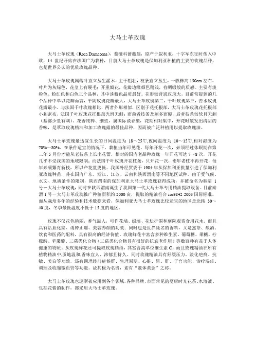 大马士革玫瑰