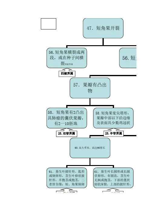 十字花科植物志属对照图