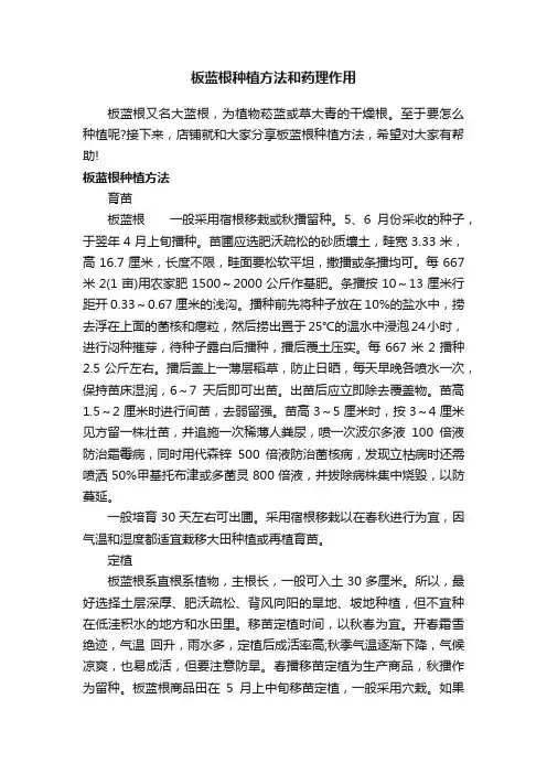板蓝根种植方法和药理作用