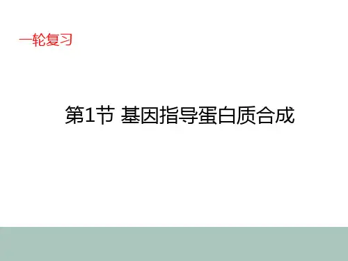 5.1高中生物一轮复习基因指导蛋白质合成