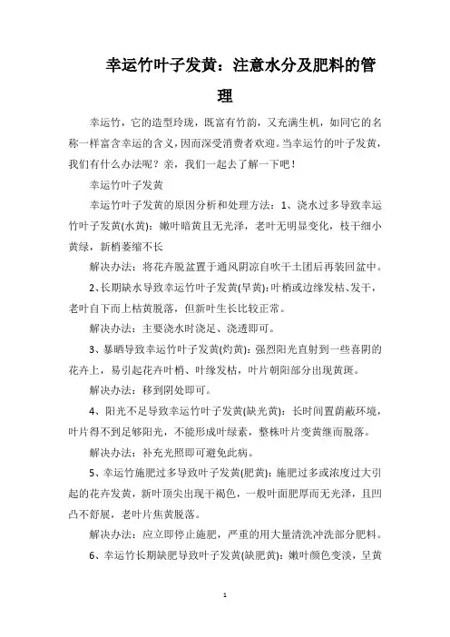 幸运竹叶子发黄：注意水分及肥料的管理