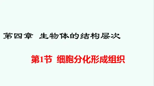 北师大版七年级生物上册第4章《生物体的结构层次》课件